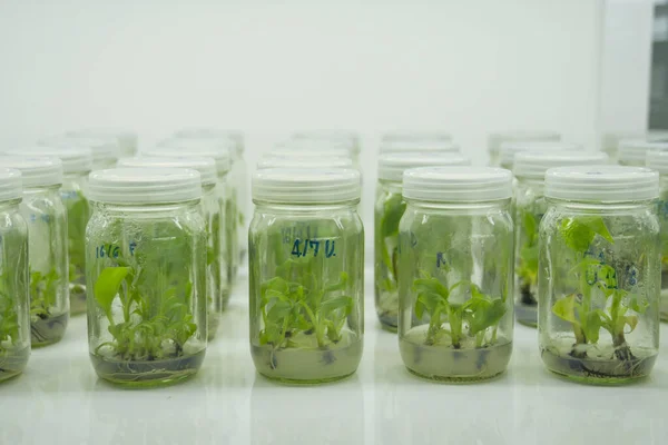 Researchers are examining aquatic plants in a tissue culture room. To be sold in the market.Plant tissue culture is a techniques used to grow plant cells under sterile conditions