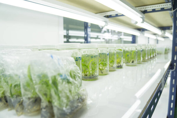 Researchers are examining aquatic plants in a tissue culture room. To be sold in the market.Plant tissue culture is a techniques used to grow plant cells under sterile conditions