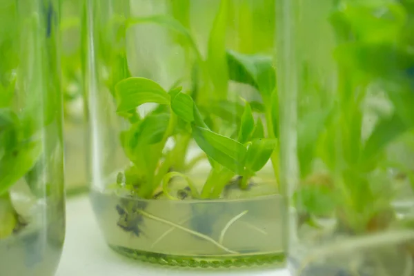 Researchers are examining aquatic plants in a tissue culture room. To be sold in the market.Plant tissue culture is a techniques used to grow plant cells under sterile conditions