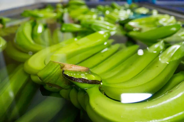 Bunches of fresh green thailand banana