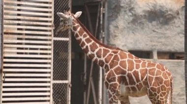 Hayvanat bahçesindeki güzel, vahşi, uzun zürafa.