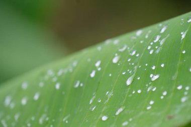 Tropik muz yaprağı dokusu, büyük palmiye yaprakları doğal koyu yeşil arkaplan.