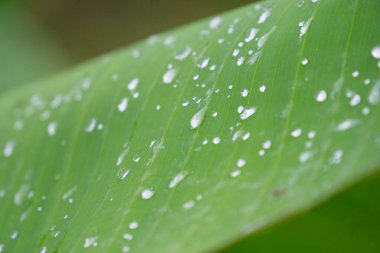 Tropik muz yaprağı dokusu, büyük palmiye yaprakları doğal koyu yeşil arkaplan.
