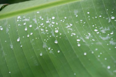 Tropik muz yaprağı dokusu, büyük palmiye yaprakları doğal koyu yeşil arkaplan.