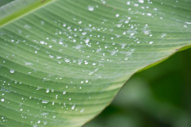 Tropik muz yaprağı dokusu, büyük palmiye yaprakları doğal koyu yeşil arkaplan.