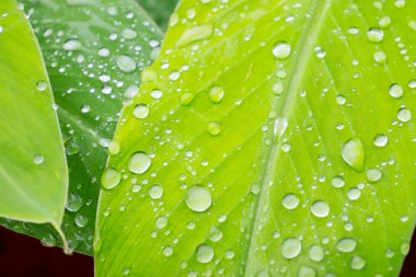 Tropik muz yaprağı dokusu, büyük palmiye yaprakları doğal koyu yeşil arkaplan.