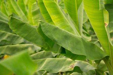 Tropik muz yaprağı dokusu, büyük palmiye yaprakları doğal koyu yeşil arkaplan.