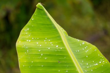Tropik muz yaprağı dokusu, büyük palmiye yaprakları doğal koyu yeşil arkaplan.