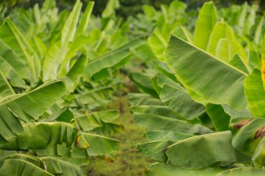 Tropik muz yaprağı dokusu, büyük palmiye yaprakları doğal koyu yeşil arkaplan.