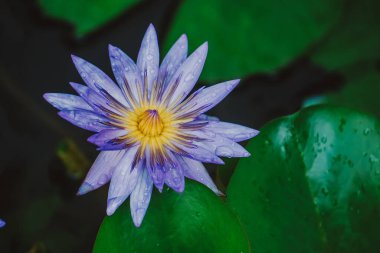 Mor nilüferler, kaplarda mor nilüferler, güzel nilüferler, nilüferler çiçek açar.