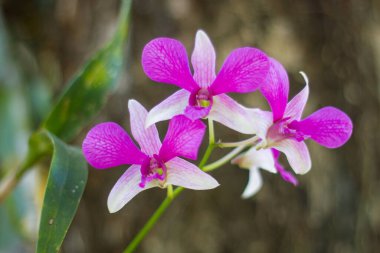 İzole edilmiş güzel orkide çiçekleri veya mor renkli grup veya yeşil doğal arka planlı açık pembe