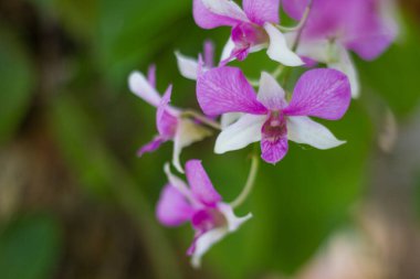 İzole edilmiş güzel orkide çiçekleri veya mor renkli grup veya yeşil doğal arka planlı açık pembe