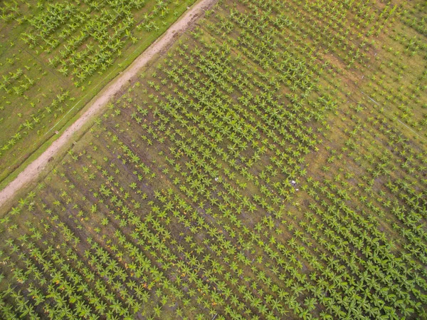 Letecký Pohled Banánové Pole Provincii Tak Thajsko — Stock fotografie