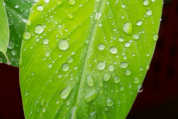 Текстура Тропического Бананового Листа Большая Пальмовая Листва Естественный Темно Зеленый — стоковое фото