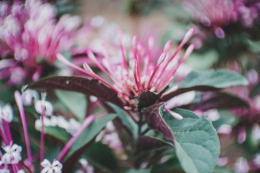 Loropetalum Çincesi yaygın olarak Loropetalum, Çin püsküllü çiçek ve kayış çiçeği olarak bilinir.