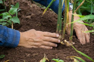 Zencefil kökleri veya Zingiber Resmi Rizoma organik tarladan elde edilmiştir.