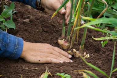 Zencefil kökleri veya Zingiber Resmi Rizoma organik tarladan elde edilmiştir.