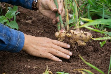 Zencefil kökleri veya Zingiber Resmi Rizoma organik tarladan elde edilmiştir.