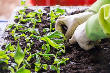 Turba kabında fidanlar. Bebek tohumları, tarım tohumları için kara delik tepsileri. Yetişkin bir kadının dağınık elleri.