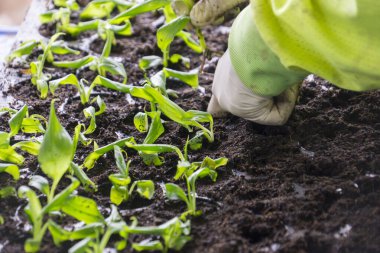 Turba kabında fidanlar. Bebek tohumları, tarım tohumları için kara delik tepsileri. Yetişkin bir kadının dağınık elleri.