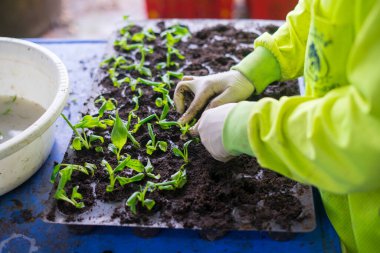 Turba kabında fidanlar. Bebek tohumları, tarım tohumları için kara delik tepsileri. Yetişkin bir kadının dağınık elleri.