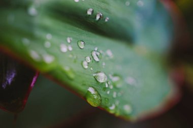Yağmurdan sonra yeşil yapraklara düşen su görüntüsü
