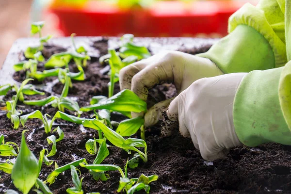 Turba kabında fidanlar. Bebek tohumları, tarım tohumları için kara delik tepsileri. Yetişkin bir kadının dağınık elleri.