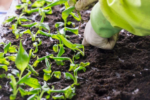 Turba kabında fidanlar. Bebek tohumları, tarım tohumları için kara delik tepsileri. Yetişkin bir kadının dağınık elleri.