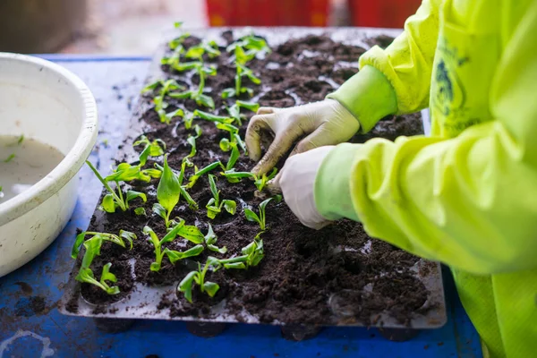 Turba kabında fidanlar. Bebek tohumları, tarım tohumları için kara delik tepsileri. Yetişkin bir kadının dağınık elleri.