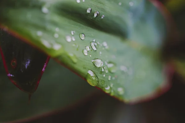 Зображення Краплі Води Зеленому Листі Після Дощу — стокове фото