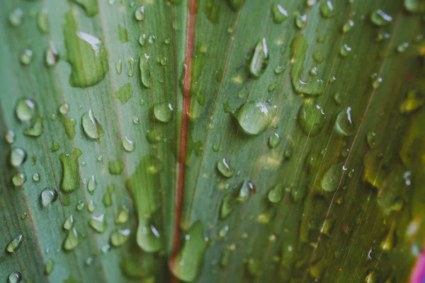 Капля Воды Зеленых Листьях После Дождя — стоковое фото