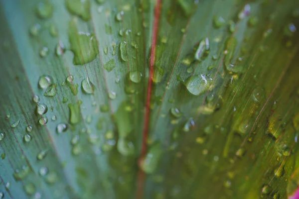 Капля Воды Зеленых Листьях После Дождя — стоковое фото