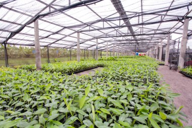 Muz serasına muz tohumu ekiliyor.