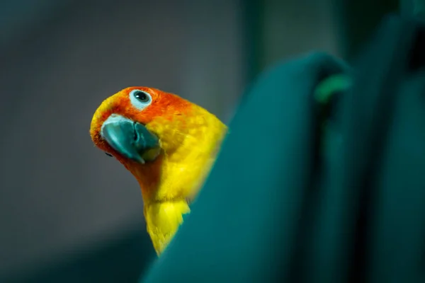 Schattige Zon Conure Papegaaien Bij Hand — Stockfoto