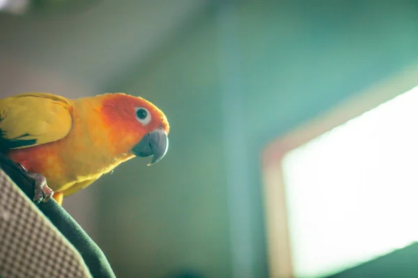 Adorable Sun Conure Parrots Hand — Stock Photo, Image