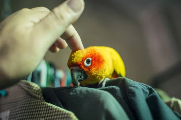 Bedårande Sol Conure Papegojor Handen — Stockfoto