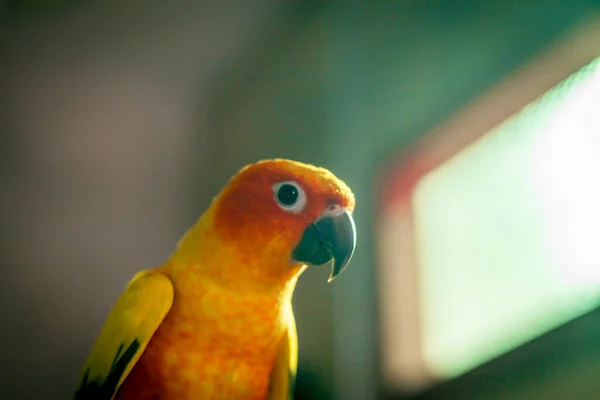 손에는 아름다운 햇볕을 앵무새 — 스톡 사진