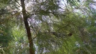 Güneş ışınları muhteşem yeşil ağacın yapraklarını delip geçer. Sihirli yaz ormanı