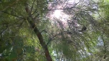 Güneş ışınları muhteşem yeşil ağacın yapraklarını delip geçer. Sihirli yaz ormanı