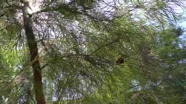 Los Rayos Del Sol Atraviesan Follaje Magnífico Árbol Verde Bosque — Vídeo de stock