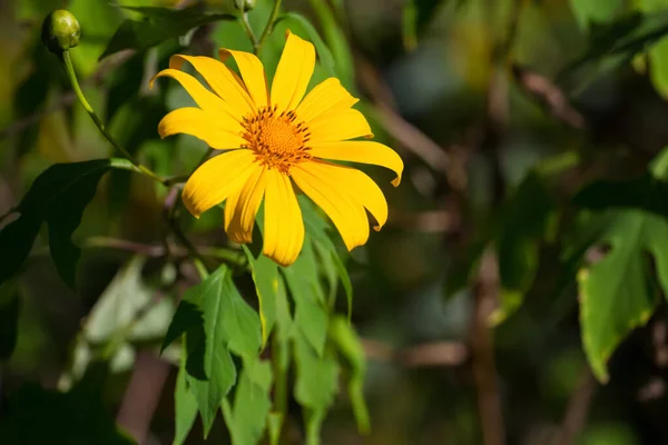 自然の美しさの背景 晴れた朝に庭の黄色い花Doronicum — ストック写真
