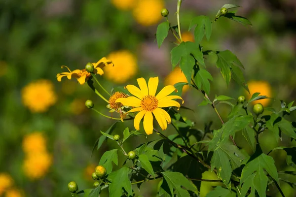 Přírodní Krása Pozadí Žlutý Květ Doronicum Zahradě Slunečného Rána — Stock fotografie