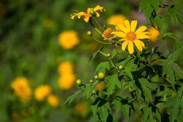 Fondo Belleza Natural Flor Amarilla Doronicum Jardín Una Mañana Soleada — Foto de Stock