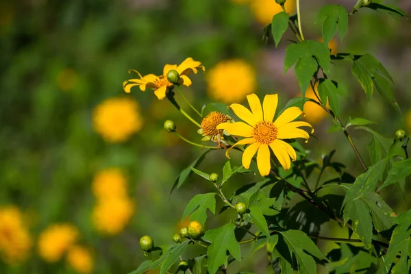 自然の美しさの背景 晴れた朝に庭の黄色い花Doronicum — ストック写真