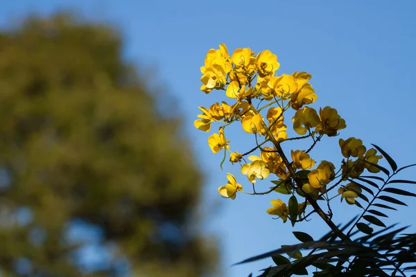 Flor Amarilla Auge Temporada Verano Sobre Fondo Azulado —  Fotos de Stock