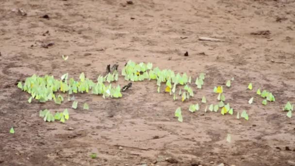 閉じる蝶の砂の上を飛んでアップ タイの蝶の森 — ストック動画