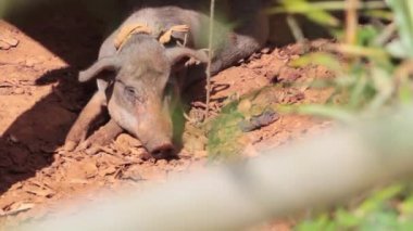 Kameraya bakan uyuyan domuza yakın çekim. Yatay çekim