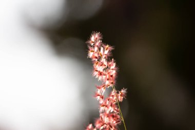 Yumuşak odaklı ot çiçeği ve arka plan için klasik biçimle bulanıklaştırılmış