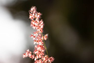 Yumuşak odaklı ot çiçeği ve arka plan için klasik biçimle bulanıklaştırılmış