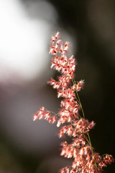 Yumuşak Odaklı Çiçeği Arka Plan Için Klasik Biçimle Bulanıklaştırılmış — Stok fotoğraf